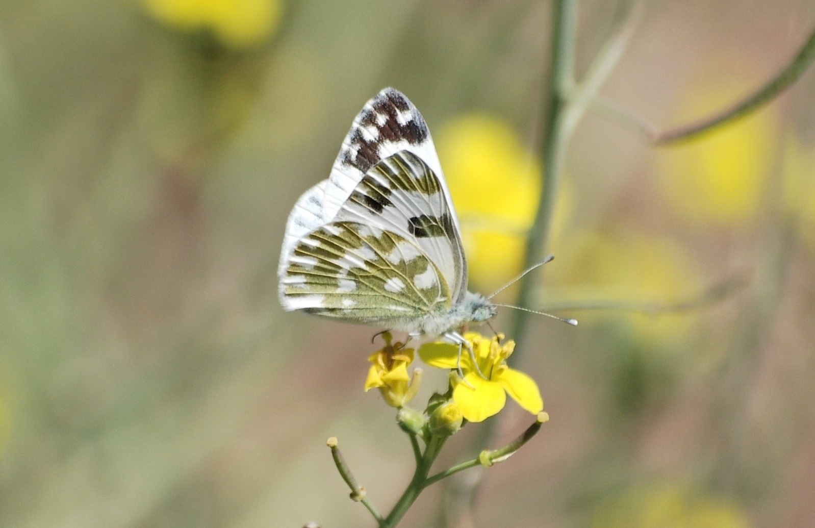 Pontia edusa?